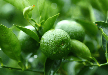 最短３日でご返信